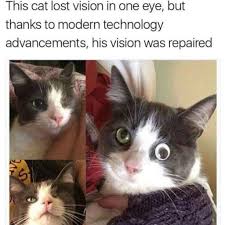Death was a dark, towering, muscular figure in the living area of her apartment, clothed in black and wearing an expression that mirrored what she felt. 100 Funniest Cat Memes Ever