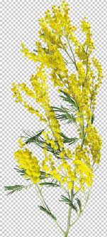 Flower Acacia Dealbata Png Clipart Acacia Dealbata Branch Clip Art Download Drawing Free Png Download