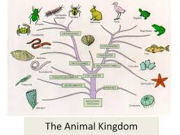 He classified organisms based on cell structure, mode and source of nutrition and body design. The Animal Kingdom Characteristics Of Animals Eukaryotic Multicellular Reproduce Specialized Cells Heterotrophic Must Obtain Food Must Digest Food Ppt Download
