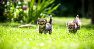 Image result for kittens