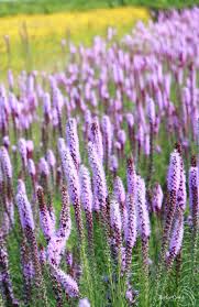 Image result for Pycnostachys reticulata