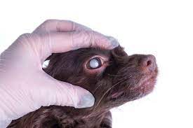 9 Most Common Eye Problems In Dogs How To Prevent And Treat Them Cataracts In Dogs Dog Eyes Dog Language