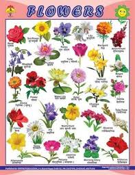 Five Reliable Sources To Learn About Names Of Some Flowers Names Of Some Flowers Https Ift All Flowers Name Indian Flower Names Flowers Names And Pictures