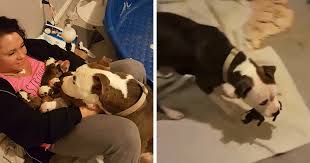 Finally, you must take the mother to the vet with 24 to 48 hours of giving birth. Woman Overwhelmed When Her Rescue Pit Bull Places Her 11 Newborn Puppies Into Her Lap Bored Panda