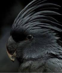 Gray Bird With Red Mohawk Black Mohawk Sasquatch Bird Beautiful Birds Animals Beautiful Pet Birds