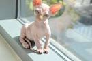 Sphynx Kittens For Sale [ Cheap] - Fast Delivery with no ...