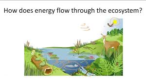 Check spelling or type a new query. Food Chain Ck 12 Foundation