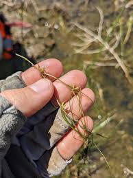 Image result for Zannichellia palustris