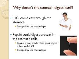 Fats, on the other hand, are not chemically digested in the stomach at all. The Digestive System Grade 9 Biology Ppt Video Online Download