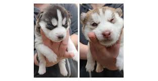 Sakhalin is the chinese breed of husky dogs, and they are also termed as karafuto ken. More Husky Puppies Are In The Care Of The Spca In The Okanagan Globalnews Ca