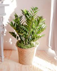 If you find that zz plant is not what you want, there are other different substitute feng shui plants to this zz plant that also. November Plant Zanzibar Gem Zz Plant In Bloom Florist Blog