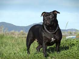 Maybe you would like to learn more about one of these? Staffordshire Bullterrier Gefahrlicher Familienhund Mydog365 Magazin