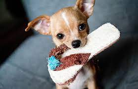 Sono sicuramente più movimentati ed energici rispetto ai loro colleghi di taglia grande. Alimentazione Corretta Per Cani Di Piccola Taglia Zampotta