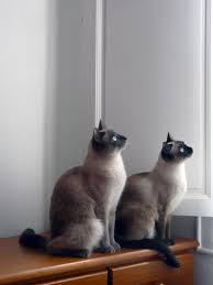 Croquettes Maison Pour Chat Lilizen Cuisine Chatons Siamois Belles Photos De Chats Chat Tigre