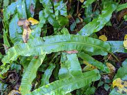 Image result for Aspleniaceae