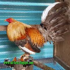 Sabung ayam sabong gamefowl gallos gamefarm | twuko. Gambar Ayam Sabung Import