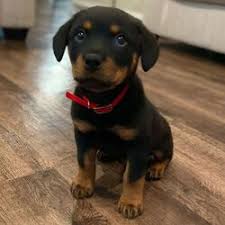 Maybe you would like to learn more about one of these? Cheap Rottweiler Puppies For Sale Near Me German Shepherd Puppies For Sale