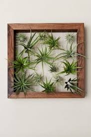 Evrgreen De Tillandsien Pflanz Dich Glucklich Pflanzen Dekor Pflanzen Badezimmerpflanzen