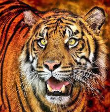 Photography Courses Photo Contests And More Betterphoto Com Big Cats Art African Animals Animal Drawings