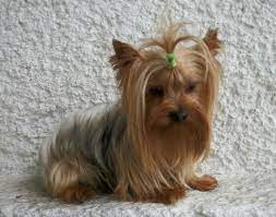 If You Re Chihuahua Lovers This Chihuahua Collection Is For You Https Www Sunfrog Com Tshirtcollections Ch Yorkshire Terrier Yorkie Terrier Yorkie Puppy