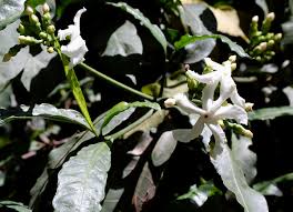 Image result for Tabernaemontana ventricosa