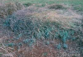 Image result for Digitaria milanjiana