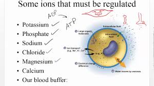 Chapter 27 Water Electrolytes Acid And Base Balance Youtube