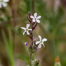 Image result for Silene gallica