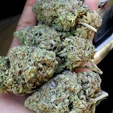 As marijuana has been increasingly bred to produce more buds, you may find this type of marijuana in your home. How Long Does It Take To Grow Weed Indoors Grow Weed Easy