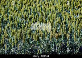 Image result for Echinochloa frumentacea