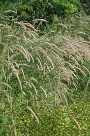 Image result for Anticharis senegalensis