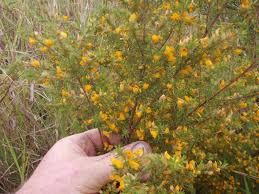 Image result for Pouzolzia mixta