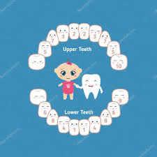 Baby Teething Chart Stock Vector Ninamunha 104241436