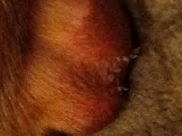 Image result for scrotum dog skin peeling