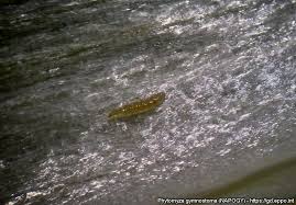 Image result for phytomyza gymnostoma