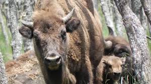 I bisonti i nostri successi city c 1002 1967 full album. In Spagna Torna Il Bisonte Europeo La Specie Viene Reintrodotta Sulle Montagne Di Leon La Stampa