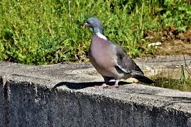Pakan ternak dapat ditanam di tempat peternakan ataupun dibeli dalam bentuk produk yang kadang dikhususkan sesuai jenis hewan, masa pertumbuhan, atau kebutuhan gizi khusus. Burung Merpati Newsriau