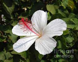 White Hibiscus Waimeae By Catherine Sherman White Hibiscus Hibiscus Hibiscus Flowers