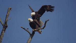 Get out a ruler and measure out the wingspan! Bald Eagle Behavior American Eagle Foundation