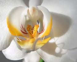 White Orchid Orchids Beautiful Flowers White Orchids