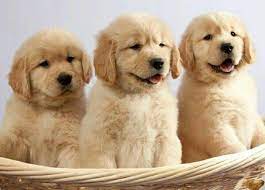 Island Puppies Retriever Puppy Cute Dogs Cute Dogs And Puppies