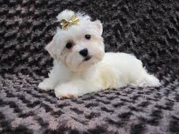 Check spelling or type a new query. Rare All White Akc Reg Yorkshire Terrier Yorkie Puppy For Sale In Westborough Massachusetts Classified Americanlisted Com
