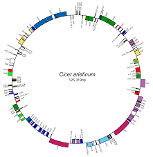 Image result for Wajira grahamiana