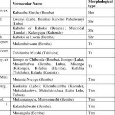 Image result for Phyllanthus microdendron