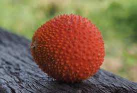 Image result for Momordica corymbifera