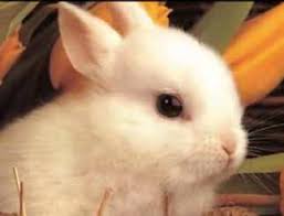 Aici găsiți desene de colorat cu paște pentru copii. Versuri Cantece De Paste Pentru Copii Versuri Cantec De Paste De Dinu Maxer