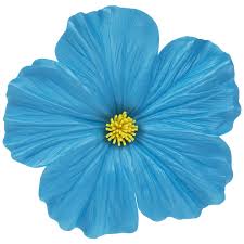 Methods 2 creating a realistic paper hibiscus 3 making a kid's lily flower trace the petal onto your crepe paper first, making sure that the wrinkles on the paper run. Bright Blue Hibiscus Flower Adhesive Wall Decor Large Hobby Lobby 80931122