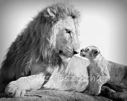 Baby Black And White Lion Pictures Animal Dads Baby Lion And Dad Black And White Photo Baby Etsy Safari Baby Animals Baby Animal Prints Baby Animal Prints Nursery