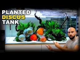 Aquascape Tutorial Huge Xl Discus Islands Fish Tank How To Planted Aquarium Step By Step Guide Youtube In 2020 Planted Aquarium Fish Tank Aquascape