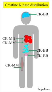 Creatine Kinase Ck Creatine Phosphokinase Cpk Labpedia Net